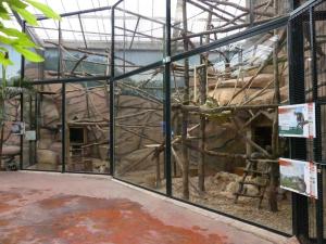 Dendrolague de Goodfellow
