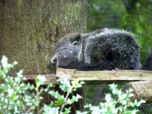 Binturong