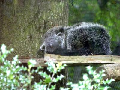 Binturong - 2023