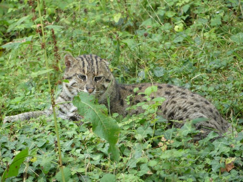 Chat pêcheur