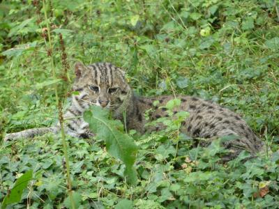 Chat pêcheur - 2023
