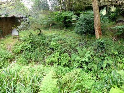 Chat pêcheur - 2023