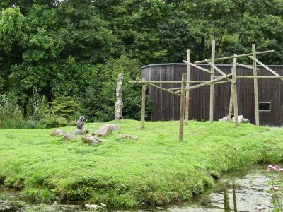 Langur d'Hanuman - 2023