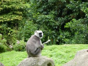 Langur d'Hanuman