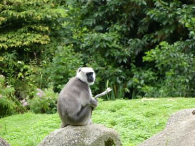 Langur d'Hanuman - 2023