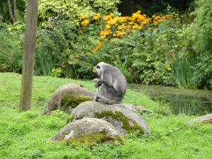 Langur d'Hanuman