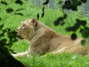Lion d'Asie