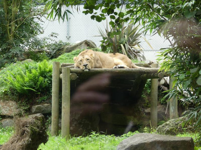 Lion d'Asie