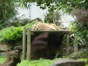 Lion d'Asie