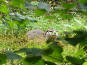 Loutre naine d'Asie