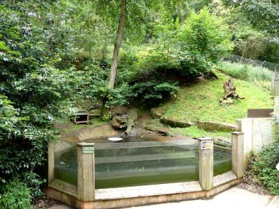 Loutre naine d'Asie - 2023