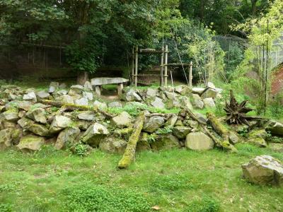 Panthère des neiges - 2023