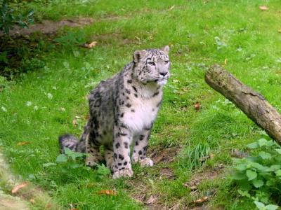 Panthère des neiges - 2023