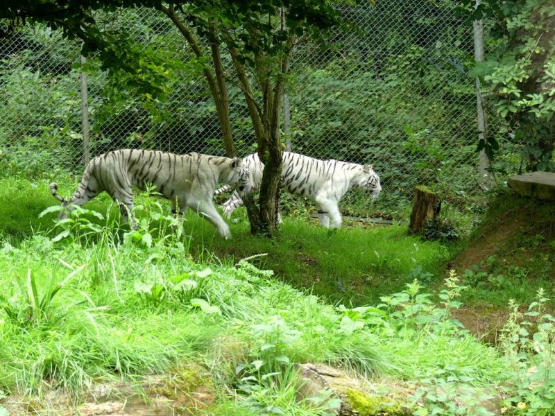 Tigre blanc