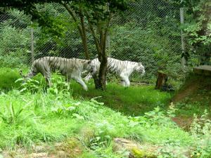 Tigre blanc