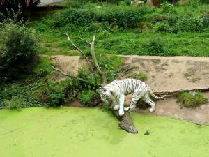 Tigre blanc