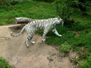 Tigre blanc