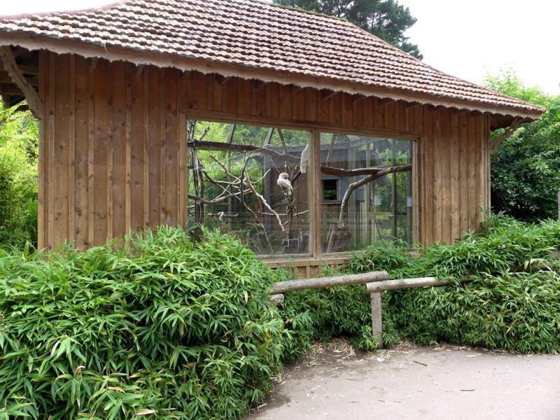 Cacatoés des Molluques - 2023