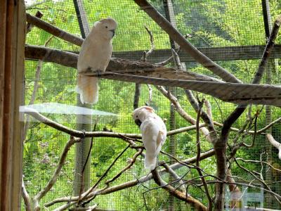 Cacatoés des Molluques - 2023