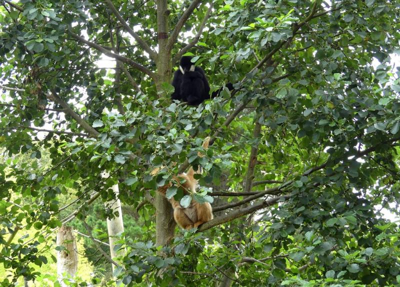 Gibbon à favoris blancs du Nord