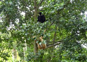 Gibbon à favoris blancs du Nord