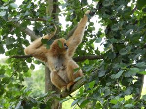 Gibbon à favoris blancs du Nord