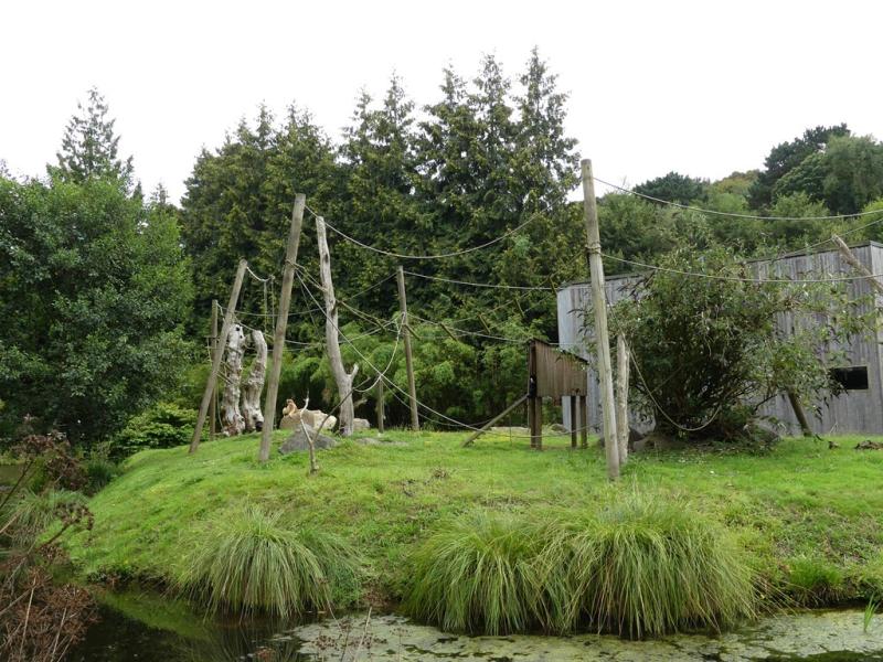 Gibbon à favoris blancs du Nord