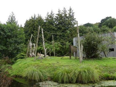 Gibbon à favoris blancs du Nord - 2023