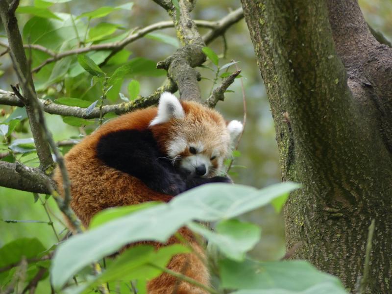 Panda roux