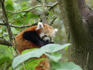 Panda roux