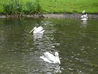 Pélican frisé - 2023