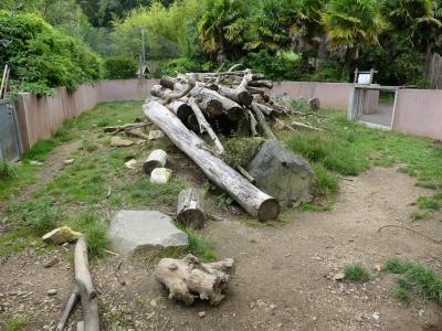 Porc-épic indien - 2023