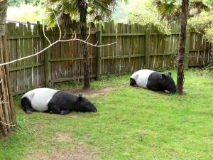 Tapir malais