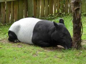 Tapir malais