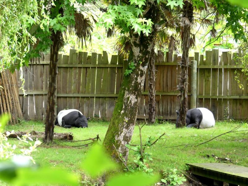 Tapir malais