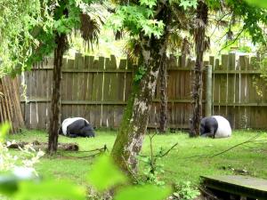 Tapir malais