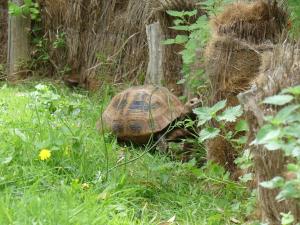 Tortue à tête jaune