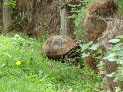 Tortue à tête jaune - 2023