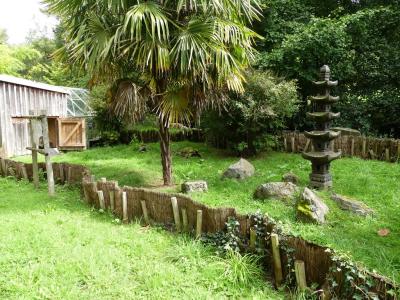 Tortue à tête jaune - 2023