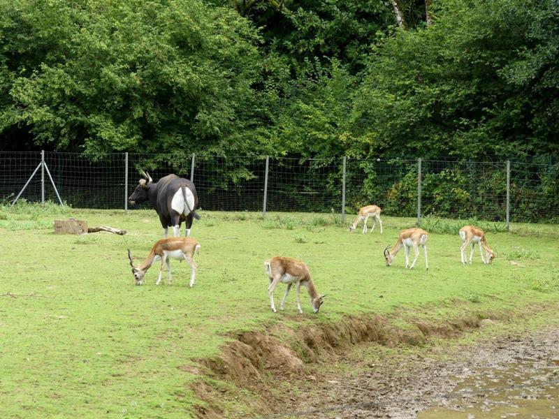 Banteng - Cervicapre