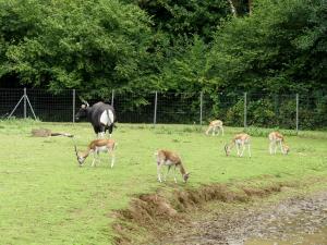 Banteng - Cervicapre
