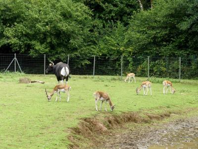 Banteng - Cervicapre - 2023