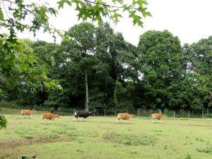 Banteng
