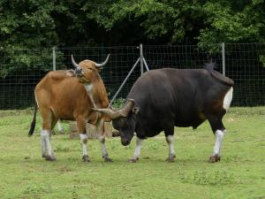 Banteng
