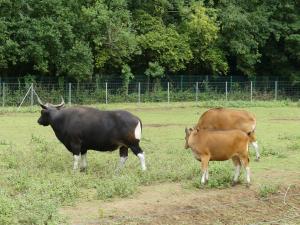Banteng