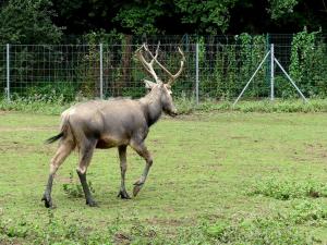 Cerf du Père David