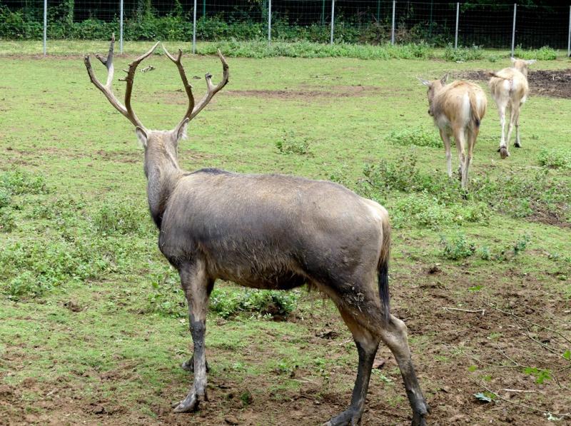 Cerf du Père David