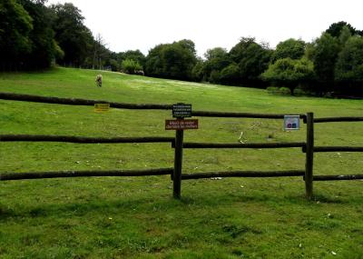 Chameau de Bactriane - Cheval de Przewalski - 2023