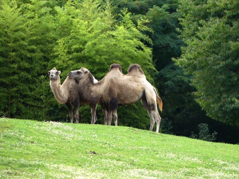 Chameau de Bactriane