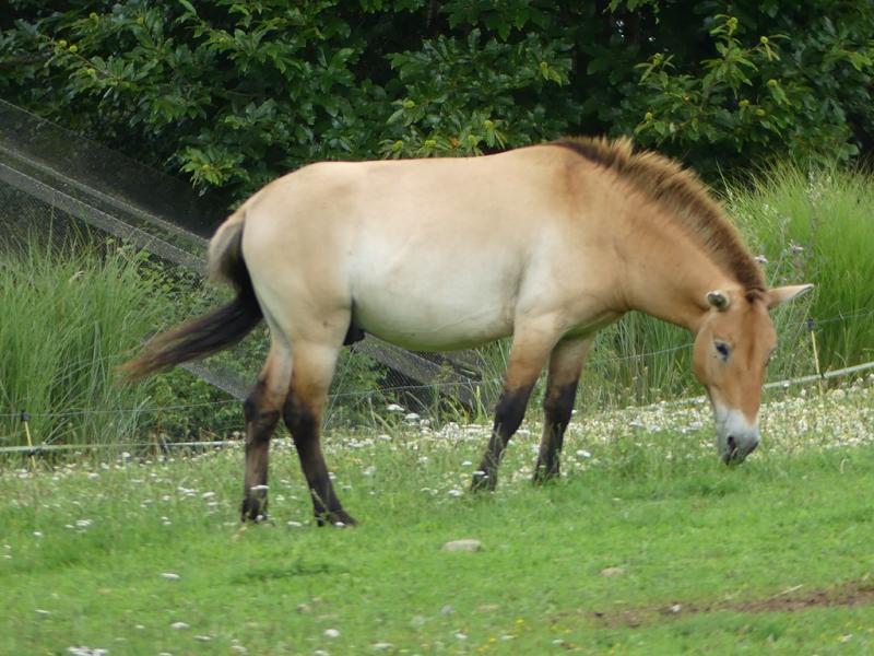 Cheval de Przewalski